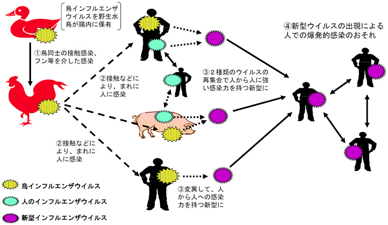 鳥インフルエンザウイルス変異