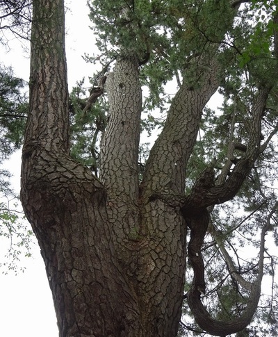 弘前公園のアイグロマツ