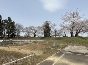 本丸のサクラ