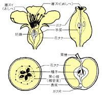 りんごの花と果実の断面図