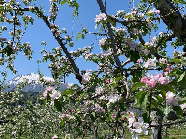 りんごの花と岩木山