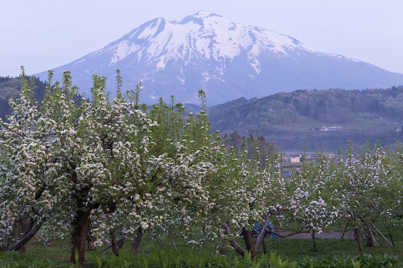 りんごの花と岩木山