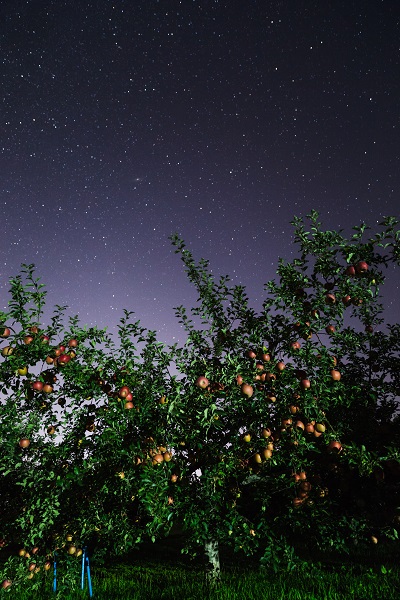 りんごと星空