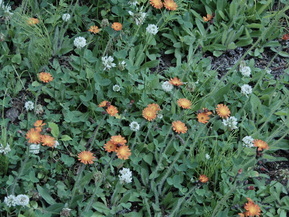 オレンジの花