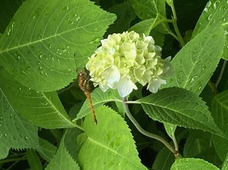 アジサイとトンボ